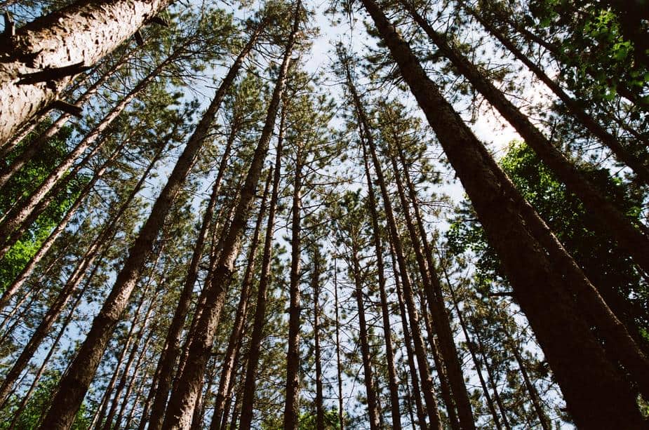 plant trees to offset carbon emissions